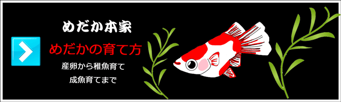 めだかの育て方