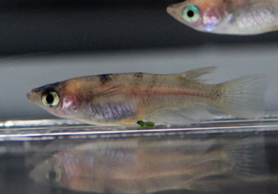 白ブチめだか 横から