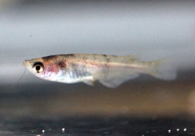 白ブチめだか 横 一尾