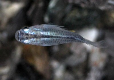 青ダルマめだか 横姿