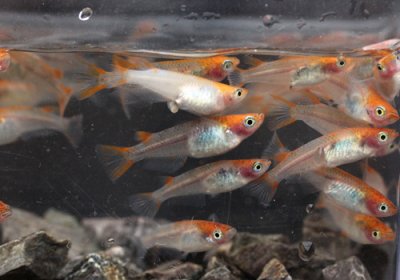 三色めだか 横から