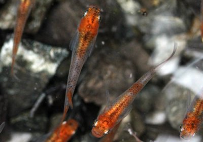 三色めだか 色合い