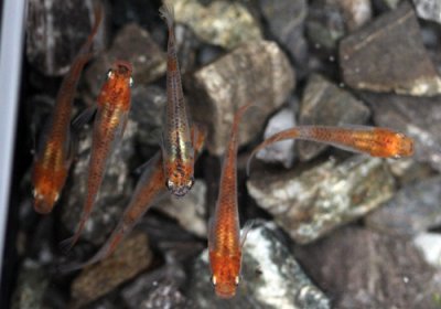 三色めだか 数尾