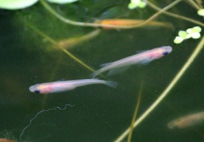 白パンダめだか(黒目透明鱗)2尾