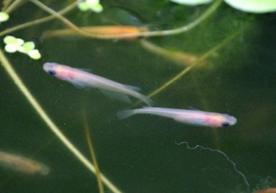 水槽の中で 白パンダめだか