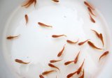 【10％OFF】楊貴妃めだか 5尾セット  【サイズ：Ｍ〜Ｌ】