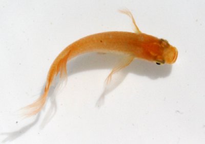 楊貴妃ヒレ長めだか