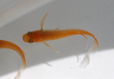 楊貴妃ヒレ長めだか