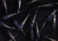 オーロラサファイアメダカ系 ラメメダカ 5尾セット 【サイズ：M〜L】