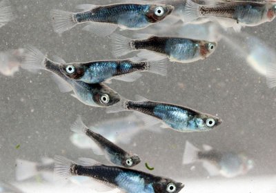 黒百式（ひゃくしき）めだか