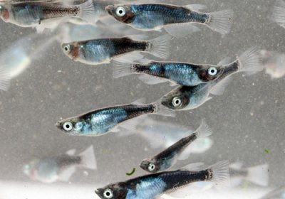 黒百式（ひゃくしき）めだか