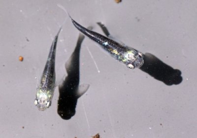 黒百式（ひゃくしき）めだか