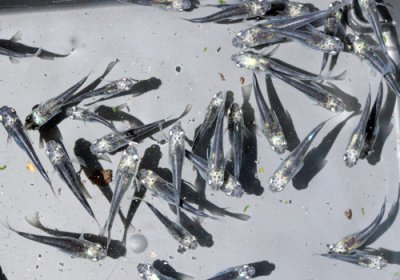 黒百式（ひゃくしき）めだか