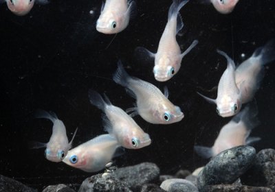 白ダルマめだか 正面