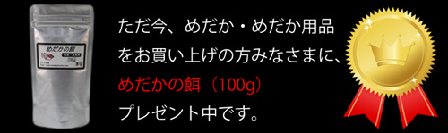 めだかの餌　プレセント企画