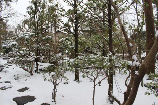 雪景色　椿の蕾
