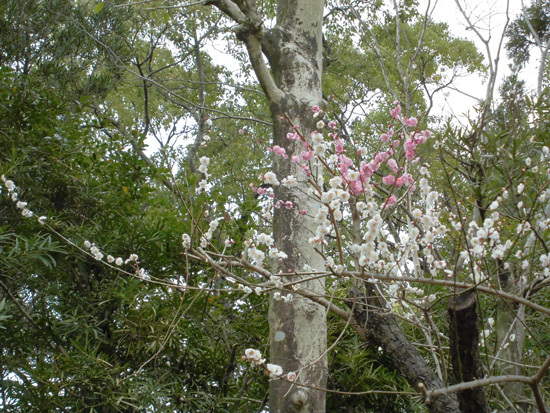 梅の花　おもいのまま