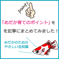 めだか育てのポイント