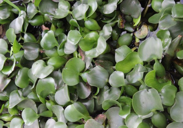 ホテイアオイ草