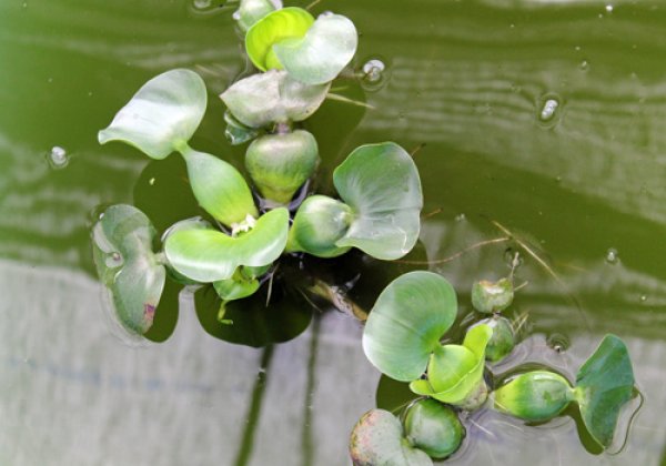 ホテイアオイ草