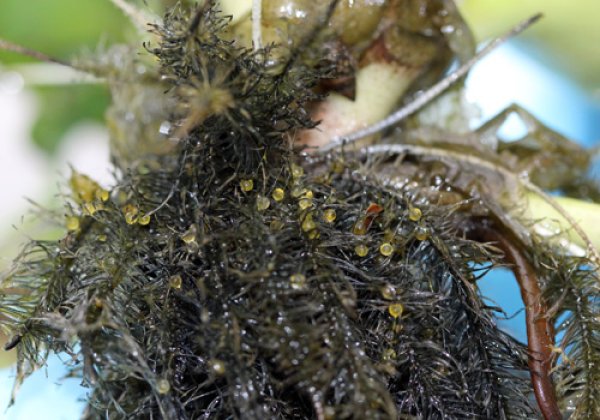 ホテイアオイ草