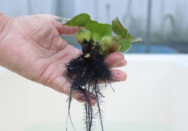 ホテイアオイ草