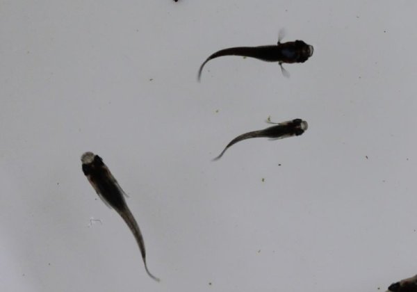 黒龍めだか　3尾