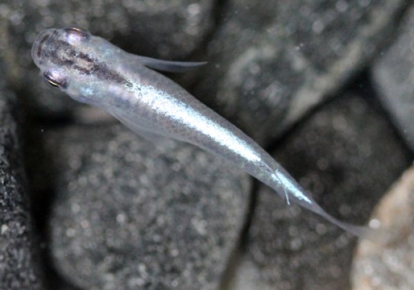 青幹之めだか 強光