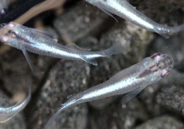 青幹之めだか 強光