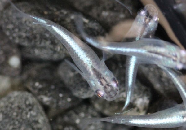 青幹之めだか 強光