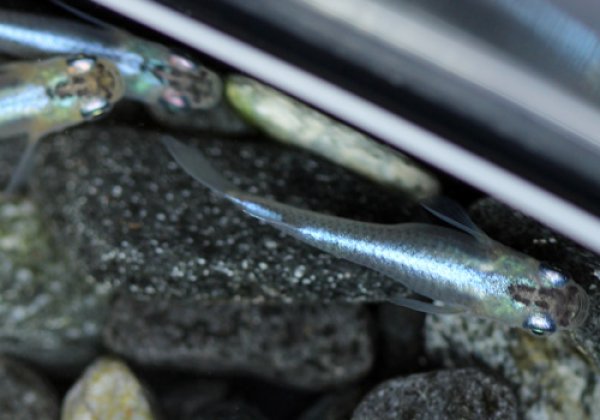 スーパー青幹之めだか 個体