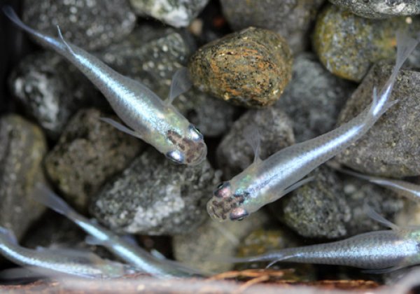 スーパー青幹之めだか 数尾