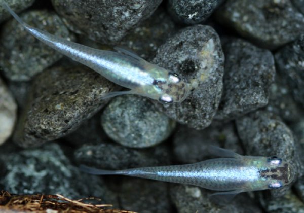 スーパー青幹之めだか 二尾