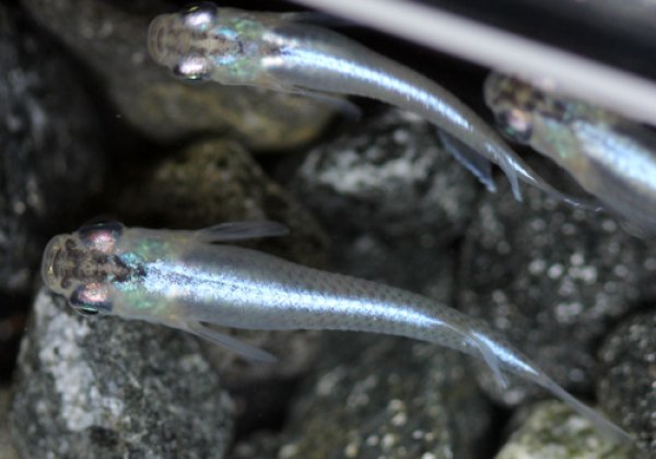 スーパー青幹之めだか ペア