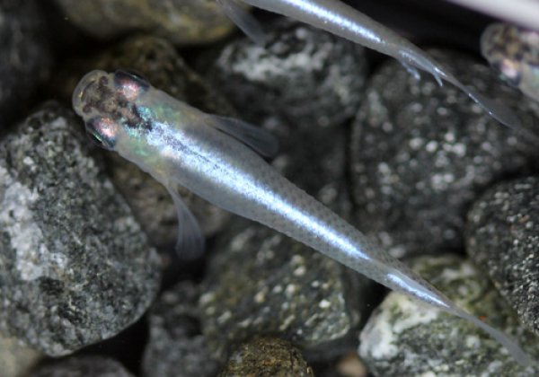 スーパー青幹之めだか 一尾