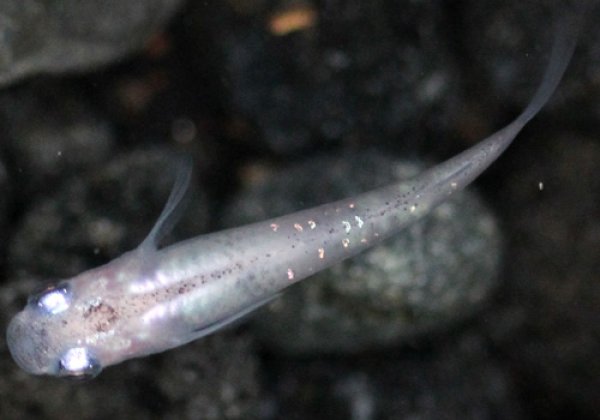 ラメ白幹之めだか 弱光 上から