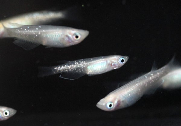 ラメ白幹之めだか 弱光 数尾