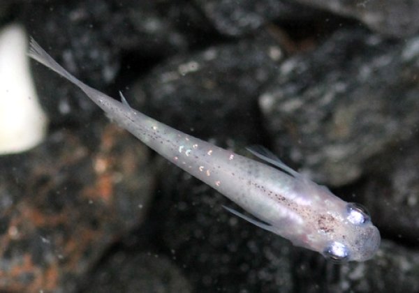 ラメ白幹之めだか 弱光 右向き