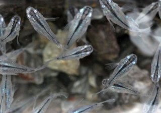 めだか通販 販売 めだか本家