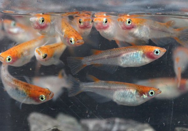 三色めだか 透明鱗