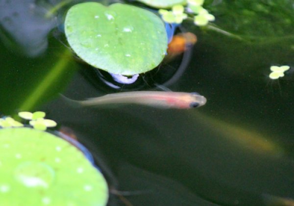 水槽の中で 白パンダめだか