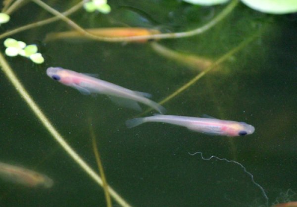 水槽の中で　白パンダめだか