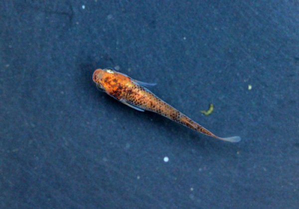 紅白めだかF1 透明鱗ブチ