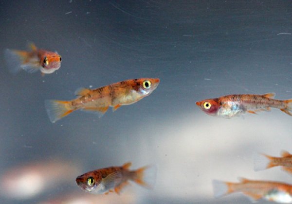 紅白めだかF1 透明鱗ブチ