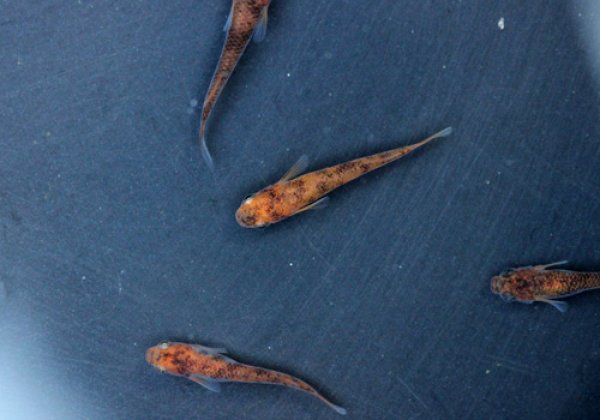 紅白めだかF1 透明鱗ブチ