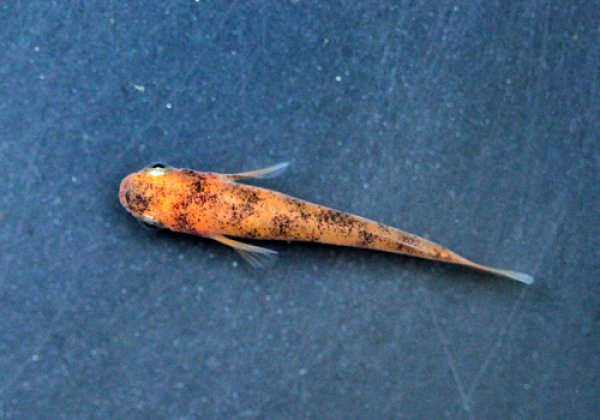 紅白めだかF1 透明鱗ブチ