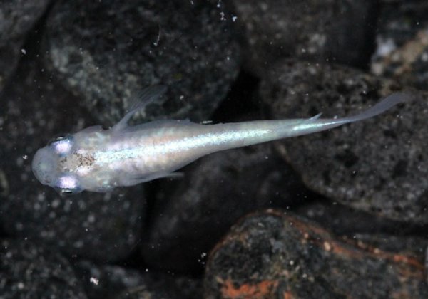 白幹之めだか 強光