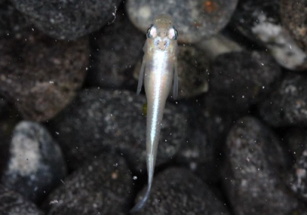 白幹之めだか 強光