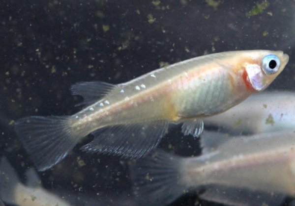 白幹之めだか 強光