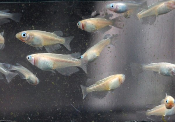 白幹之めだか 強光